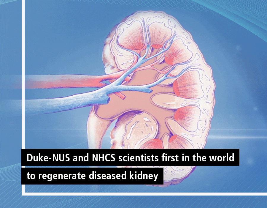 Duke-NUS and NHCS scientists first in the world to regenerate diseased kidney