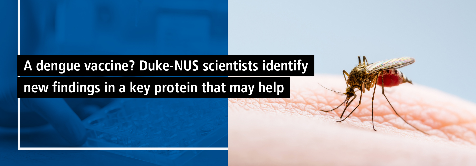 A dengue vaccine? Duke-NUS scientists identify new findings in a key protein that may help