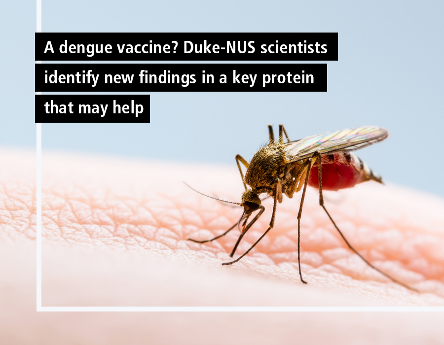 A dengue vaccine? Duke-NUS scientists identify new findings in a key protein that may help