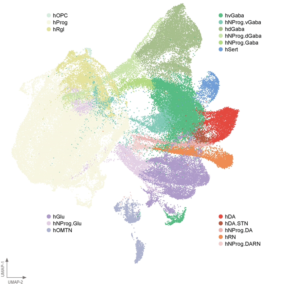 A BrainSTEM map of the different cell types in the midbrain // Image credit: Xu Lisheng, Duke-NUS Medical School
