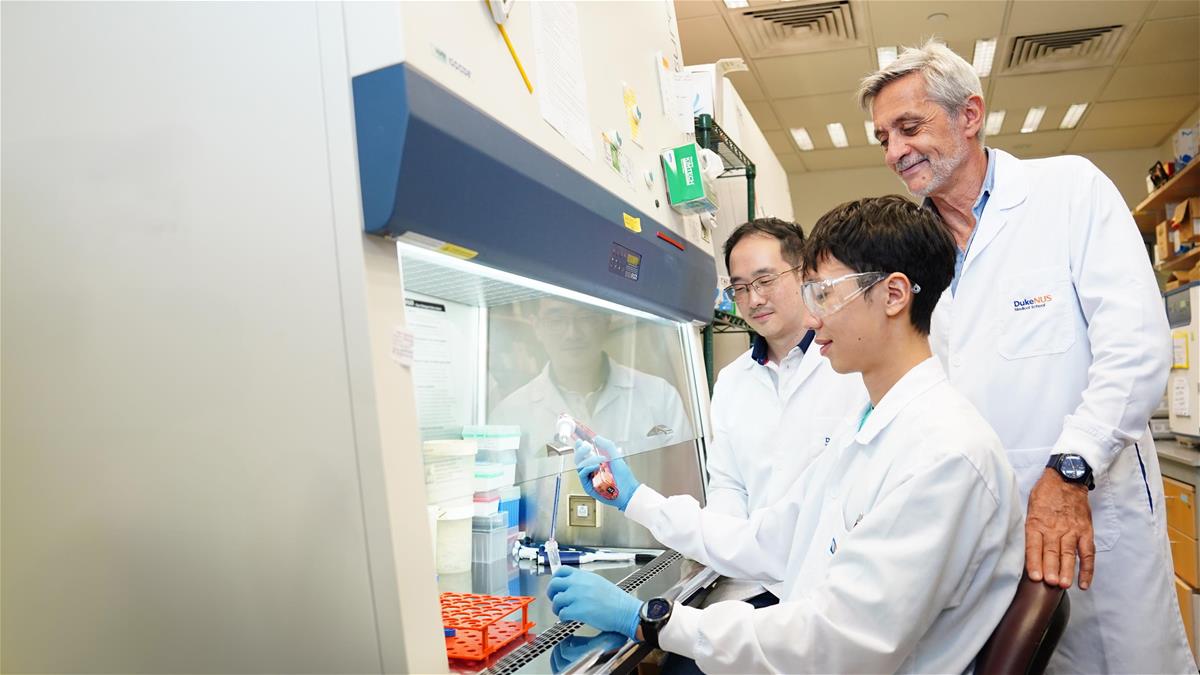Assistant Professor Anthony Tan, PhD student He Shan and Professor Antonio Bertoletti monitor the effectiveness of T-cell immunotherapy using their newly developed test.
