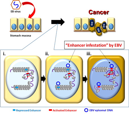 Epstein-Barr virus rewires host epigenomes to drive stomach cancer Epstein-Barr virus rewires host epigenomes to drive stomach cancer