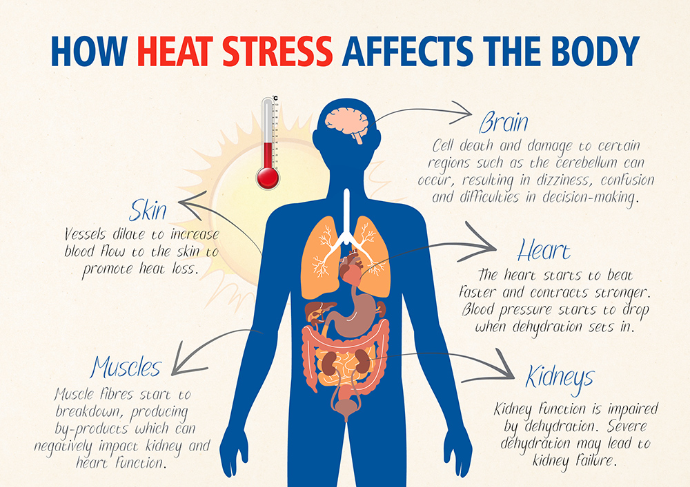 Heat Stress