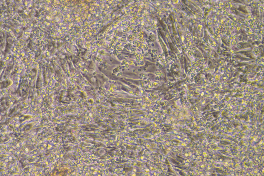A microscopic view of stem cells