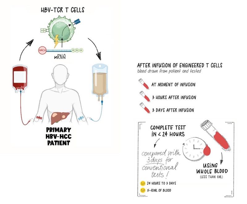 T cells are removed from the patient’s body, engineered to fight disease, then infused back into the patient’s bloodstream T cells are removed from the patient’s body, engineered to fight disease, then infused back into the patient’s bloodstream