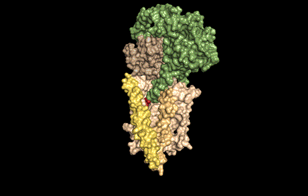3D model of WLS, Wnt (click to animate) WLS Wnt gif 9Jan21