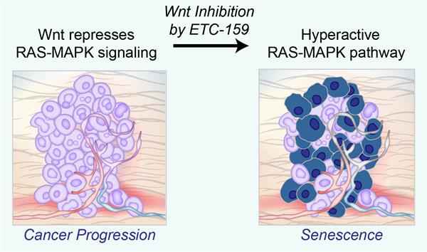 Inhibiting Wnt signalling with ETC-159 reactivates the hyperactive RAS-MAPK pathway, causing cells to led undergo senescence.