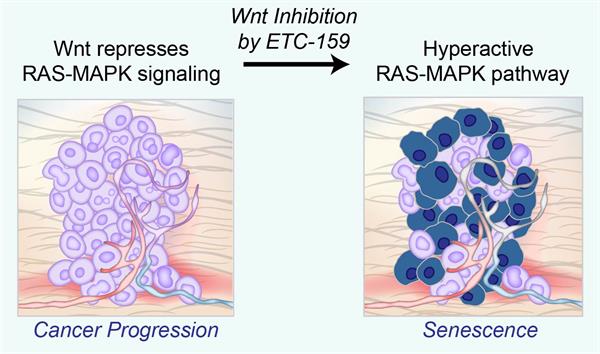 Wnt signalling dampens RAS-MAPK signalling Inhibiting Wnt signalling with ETC-159 reactivates the hyperactive RAS-MAPK pathway, causing cells to led undergo senescence.