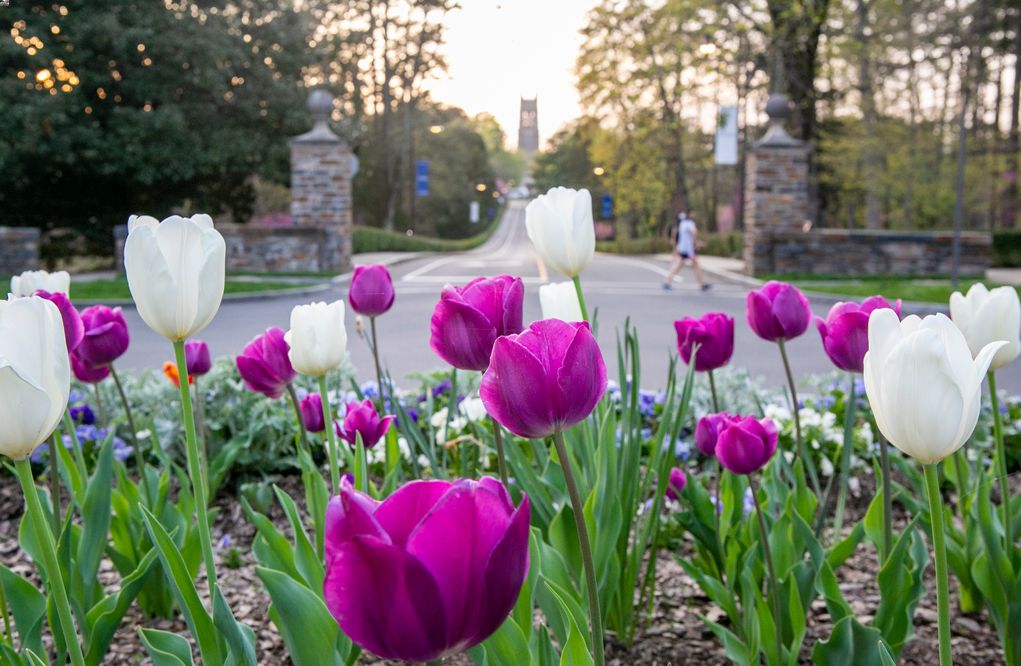 tulips_spring
