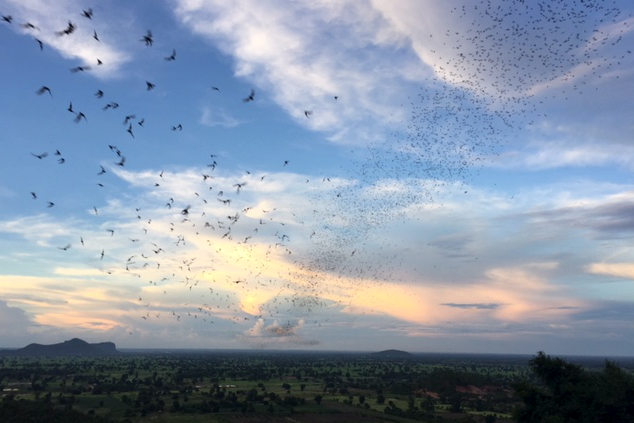 : A colony of bats that roosts in La Ang Pracheav cave in Battambang Province takes flight to forage at dusk 
