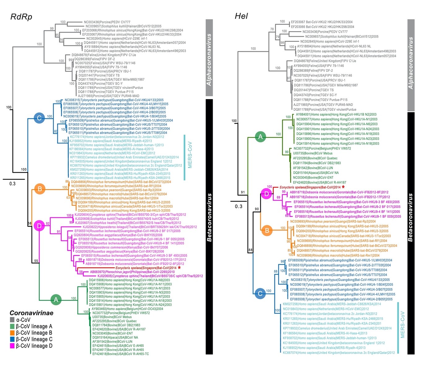 This phylogenetic tree of the RdRp and Hel nucleotide sequence of alpha- and beta-coronavirus published in 2016 includes newly idenfitied coronavirus sequences (marked with an asterisk) collected from cave nectar bats 