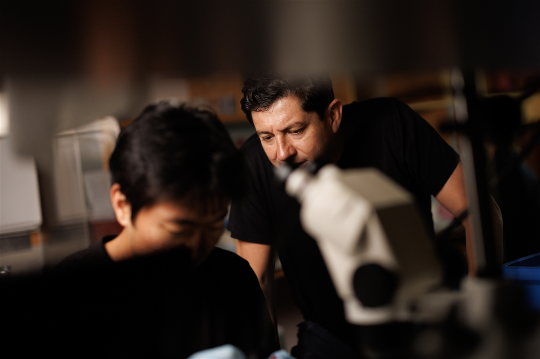 Bohórquez and undergraduate researcher Inhee Cho work in his lab at Duke // Credit: Eamon Queeney