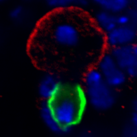 Wang studies asymmetric division of neural stem cells