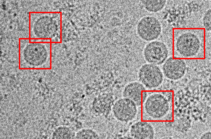 Zika virus particles