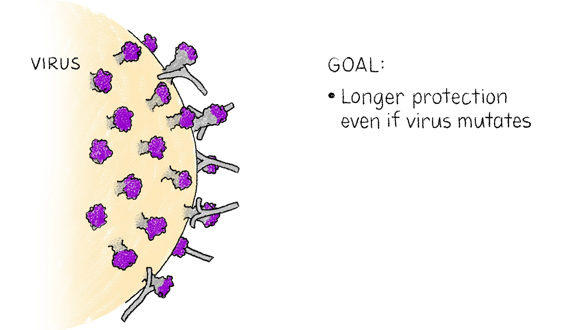 An illustration showing the haemagglutinin proteins on an influenza virus