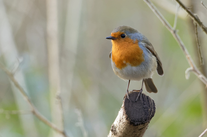The European robin, which sparked Prof Tan’s idea // Credit: iStock.com / James Gledhill