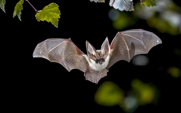 Wang’s collaborations have also expanded beyond the little red dot, as he is also a member of the project, BATPROTECT // Credit: iStock.com / CreativeNature_nl