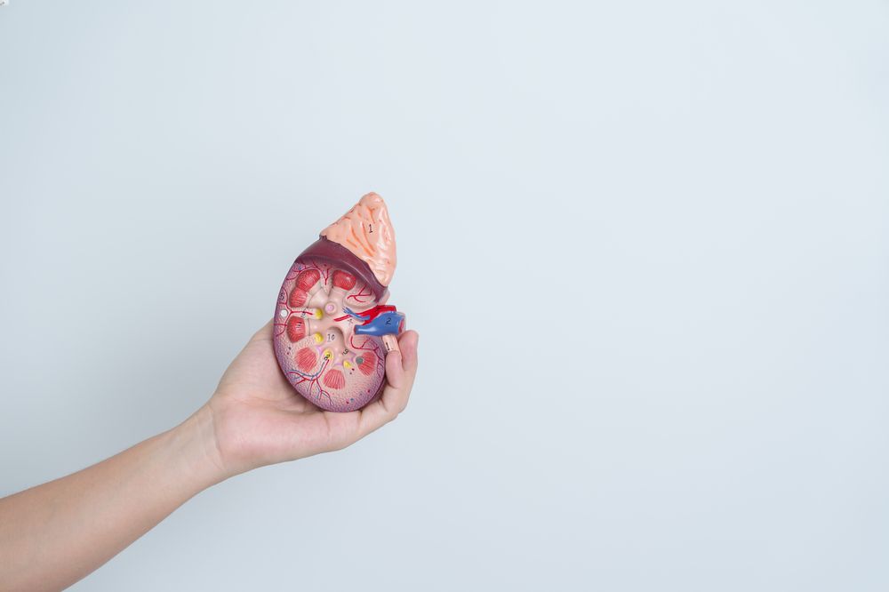A hand holding an anatomical model of a kidney