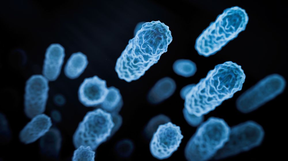 Lactobacillus 3D rendered