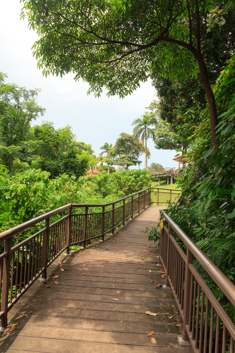 A bridge in Marang Trail