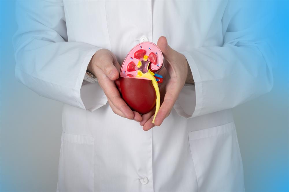 kidney