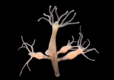 This formidable freshwater creature has given hope that humans might one day, too, be able to regrow damaged tissues and organs This formidable freshwater creature has given hope that humans might one day, too, be able to regrow damaged tissues and organs