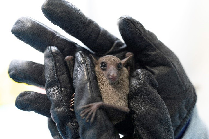 Tracing the origins of SARS-CoV-2 virus