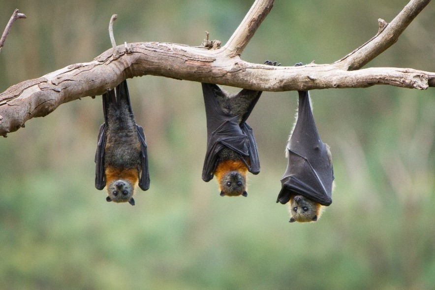 So long as humans continue to encroach on wildlife habitats, spillover events remain a clear and present danger