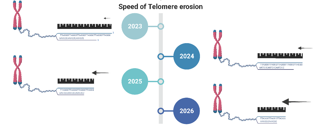 Telomeres shorten with age