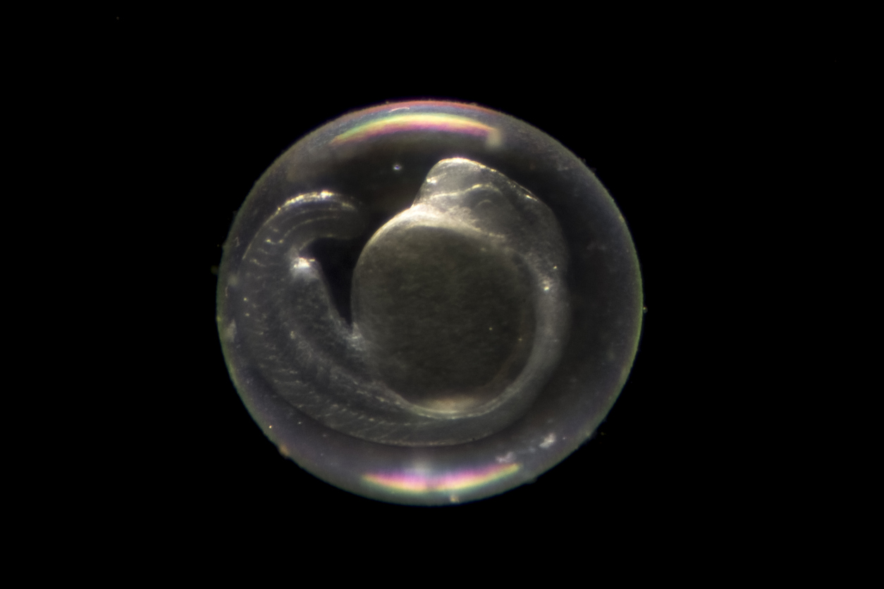 A photograph of a zebrafish (Danio rerio) embryo about 24 hours after fertilisation.   // Credit: iStock, MichalRenee