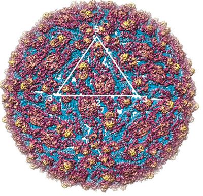 The structure of the Zika virus that Lok and her team solved using cryo-electron microscopy // Credit: Lok Shee Mei