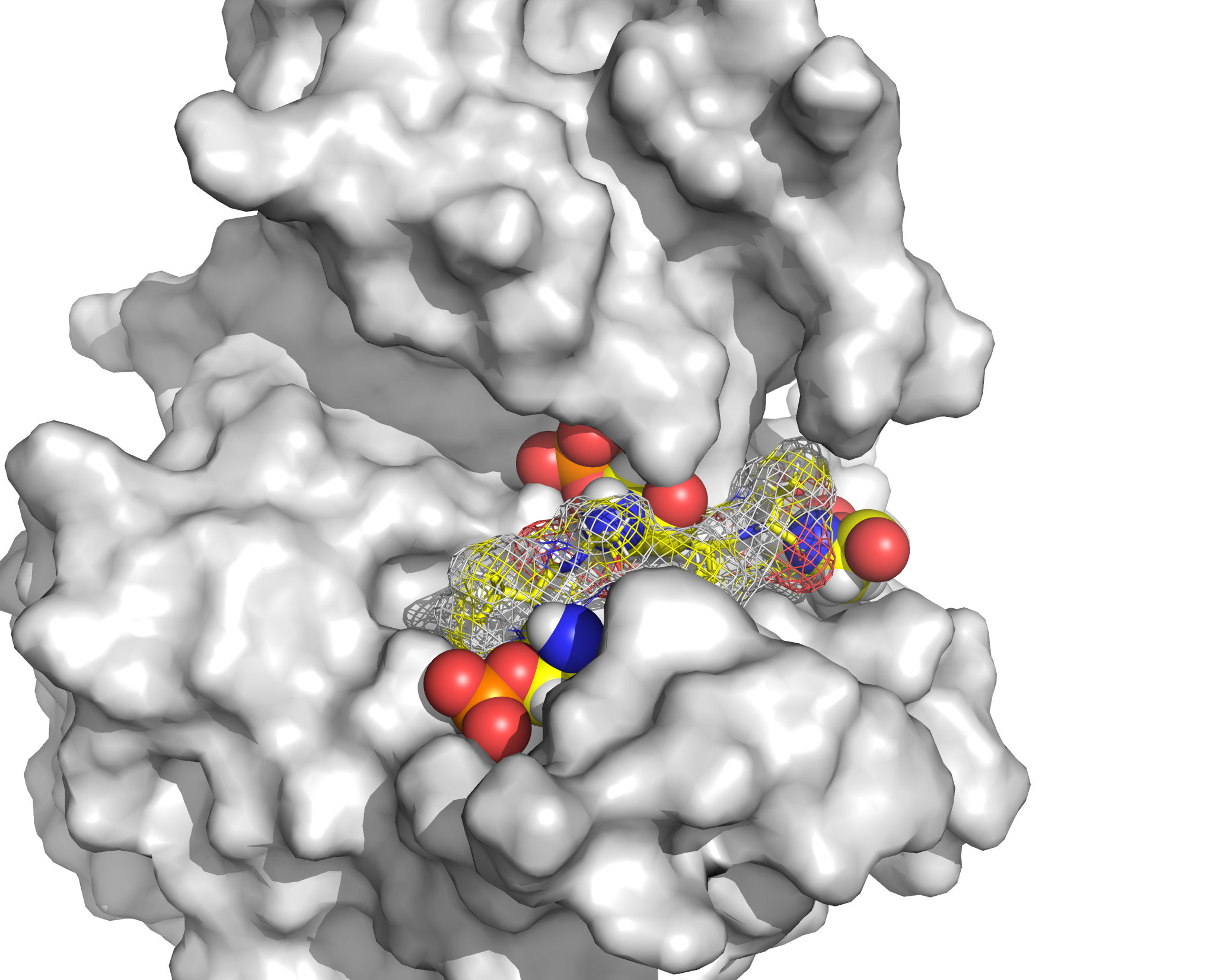 A peptide (shown in mesh) with attached phosphate tags (red and orange spheres) blocks the active site of CK1δ. 