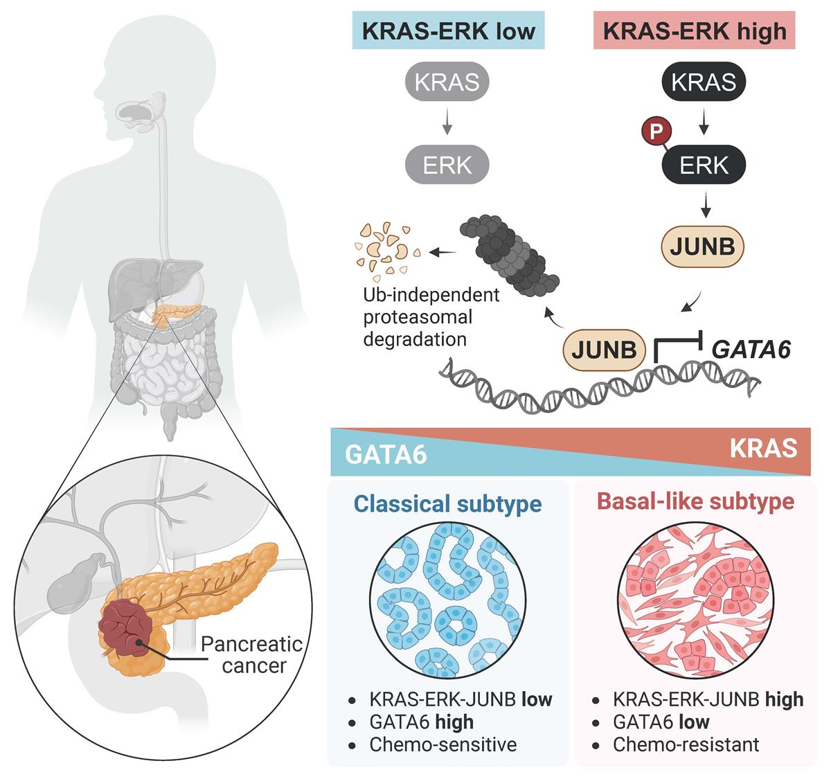 A graphical abstract of the paper’s findings, created in BioRender by the authors.