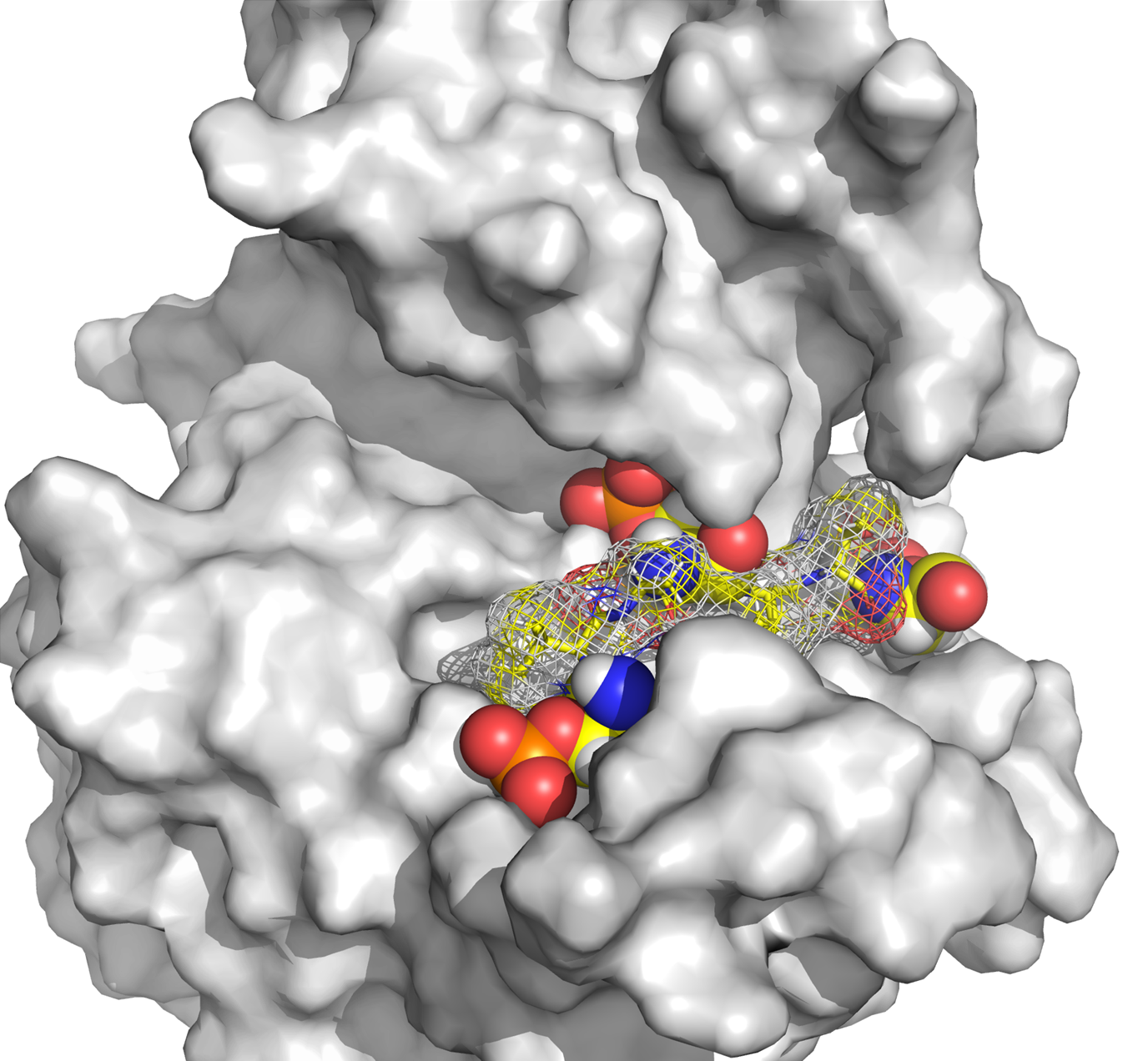 A peptide (shown in mesh) with attached phosphate tags (red and orange spheres) blocks the active site of CK1δ.
