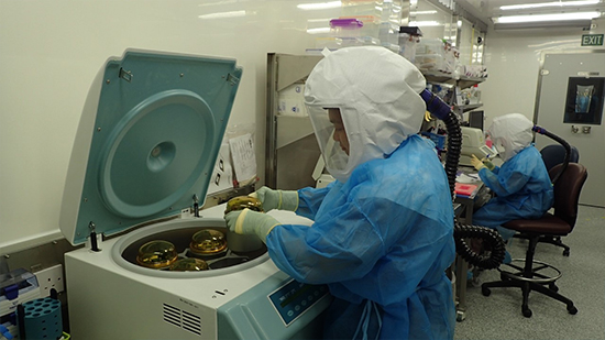 A scientist at Duke-NUS Medical School’s Animal Biosafety Level 3 (ABSL3) laboratory prepares to centrifuge samples for viral plaque assays – the standard method for determining virus concentration in terms of infectious dose. 