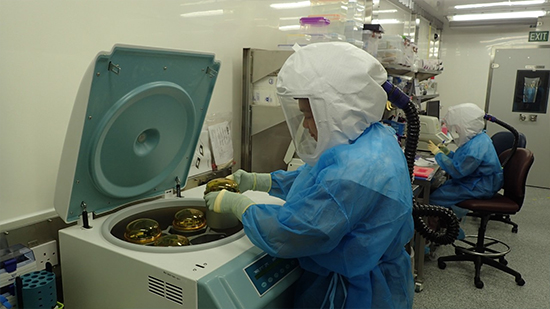 Scientist at Duke-NUS Medical School’s Animal Biosafety Level 3 (ABSL3) laboratory prepares to centrifuge samples for viral plaque assays – the standard method for determining virus concentration in terms of infectious dose. A scientist at Duke-NUS Medical School’s Animal Biosafety Level 3 (ABSL3) laboratory prepares to centrifuge samples for viral plaque assays – the standard method for determining virus concentration in terms of infectious dose.