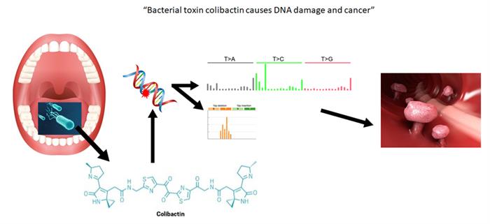 Bacterial toxin colibactin causes DNA damage and cancer
