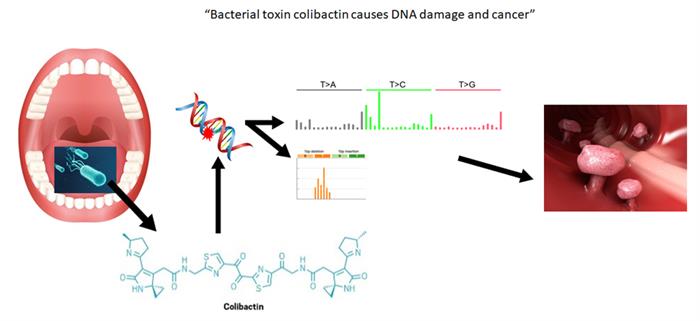 Bacterial toxin colibactin causes DNA damage and cancer Bacterial toxin colibactin causes DNA damage and cancer