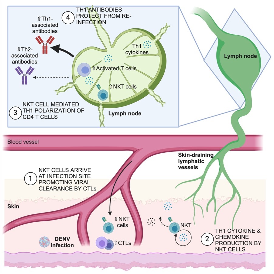 Dengue Infections Image Dengue Infections Image