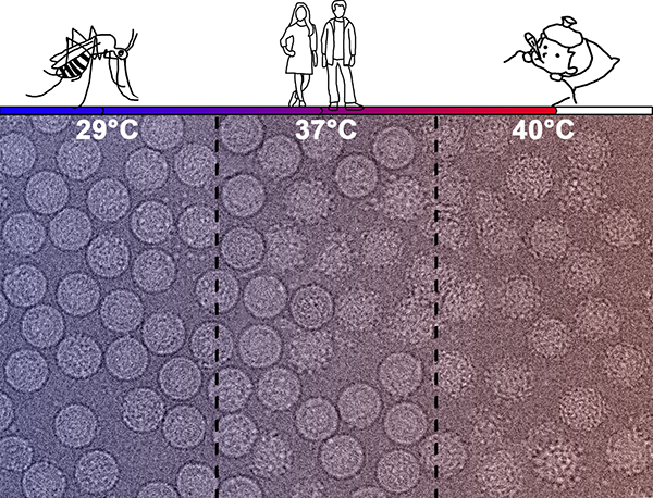 Micrographs of DENV2 Micrographs of DENV2