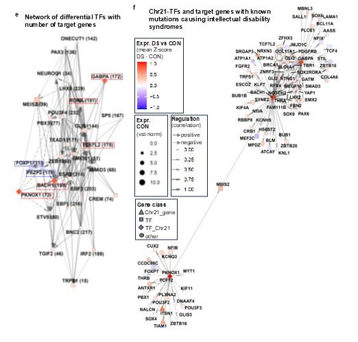 The figures above show the three driver genes (called PKNOX1, BACH1 and GABPA) and the network of genes they regulate.