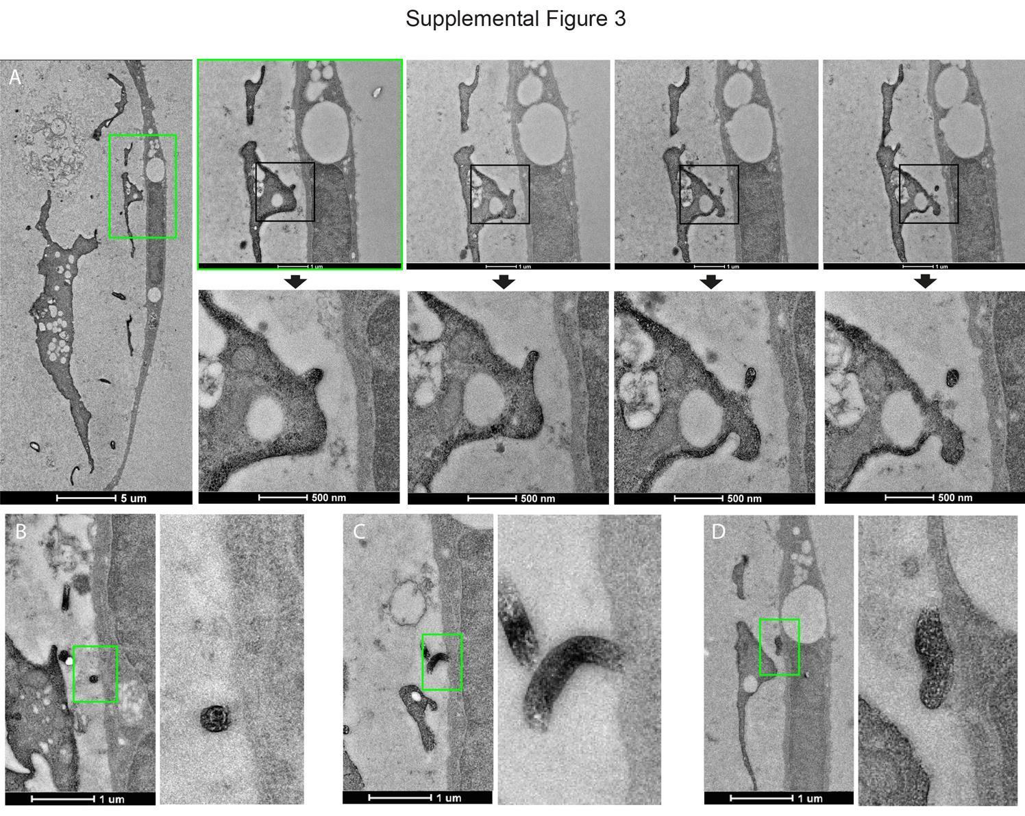 Wnts are released from the tips of long telocyte extensions and passed along thin, finger-like projections to reach nearby stem cells.