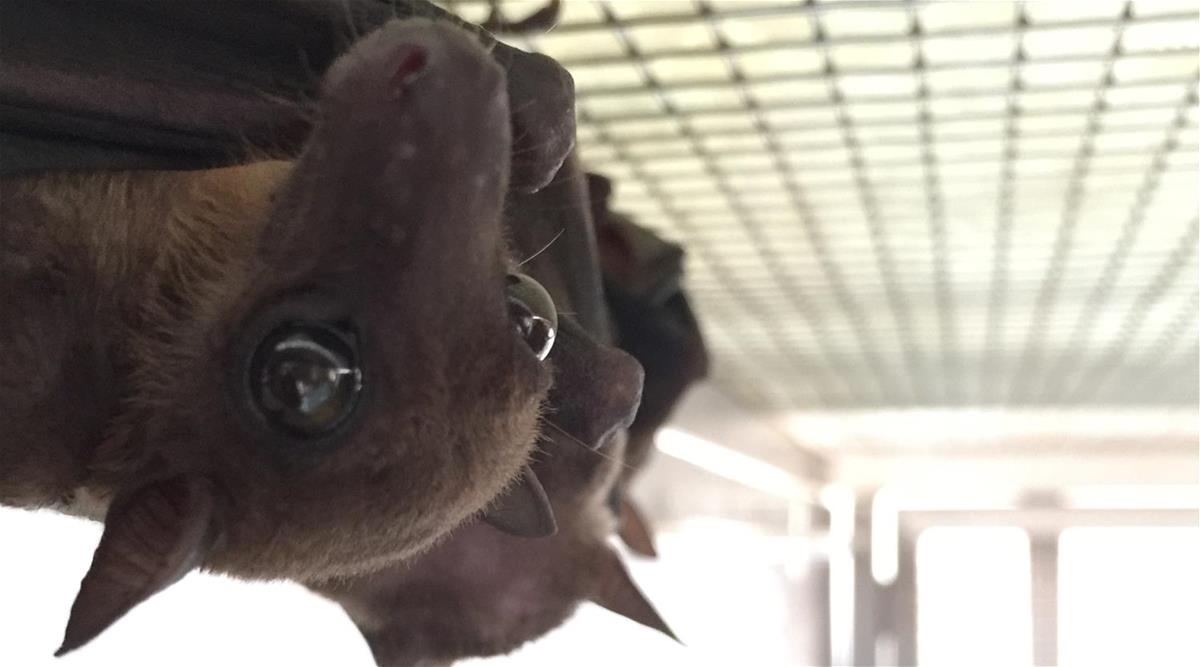 Duke-NUS scientists reveal first close-up look at bats’ immune response to live infection