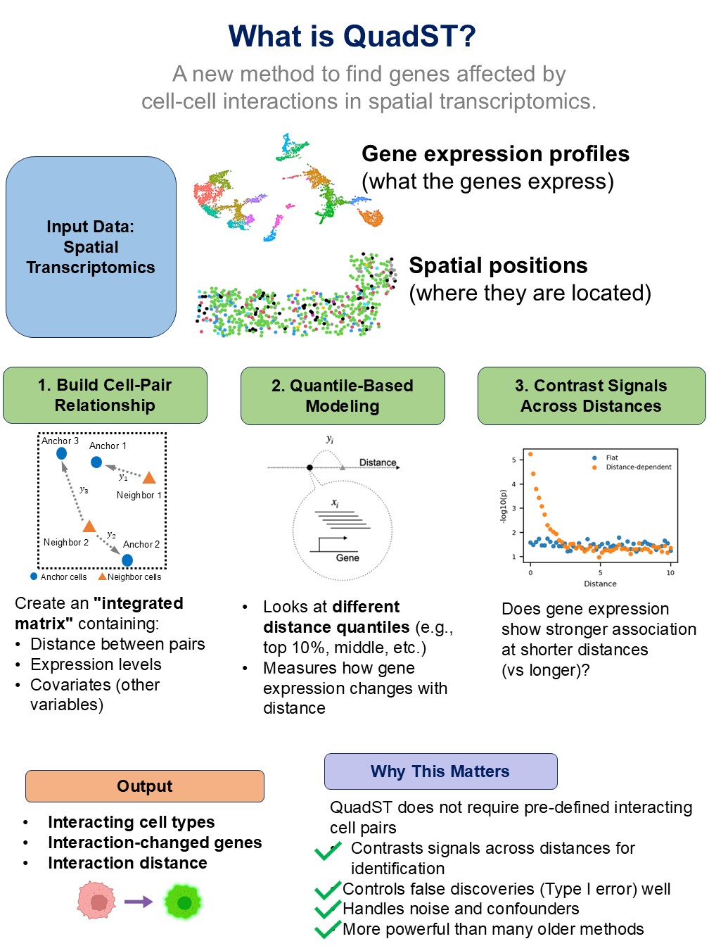 QuadST is a tool that analyses single-cell data to find which cells are communicating and which genes are involved in their interactions.