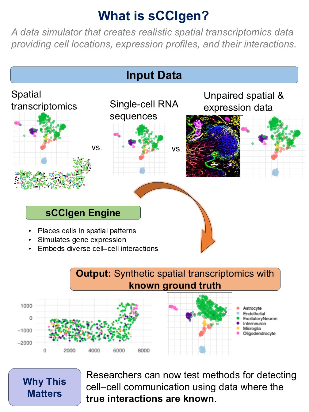 sCCIgen is a simulator that creates virtual tissues, showing where cells are located and how their genes are active.