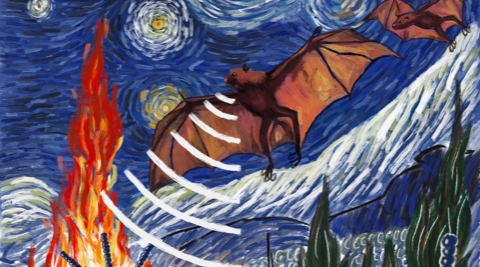 Une protéine de chauve-souris ouvre des pistes contre l'inflammation humaine