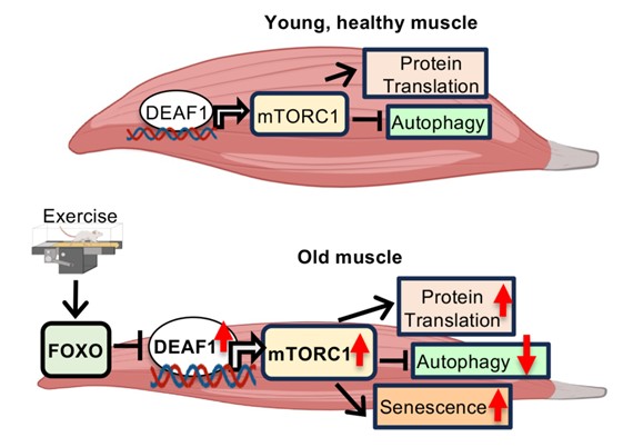 As we age, higher DEAF1 levels cause damaged proteins to build up in muscle cells, leading to muscle ageing and weakness. Exercise keeps ageing muscles healthy by lowering DEAF1 levels and restoring balance in muscle growth and repair.