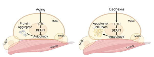 Modifying-DEAF1-levels-can-restore-muscle-function-in-ageing-or-cachectic-muscles-by-correcting-imbalances-in-muscle-stem-cells- Modifying DEAF1 levels can restore muscle function in ageing or cachectic muscles by correcting imbalances in muscle stem cells // Credit: Tang Hong-Wen lab (using BioRender)