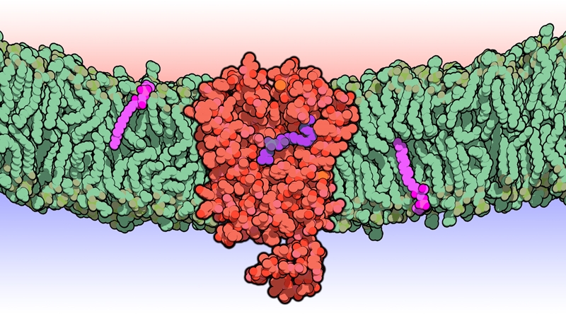 New understanding of the inner world of lysosomes