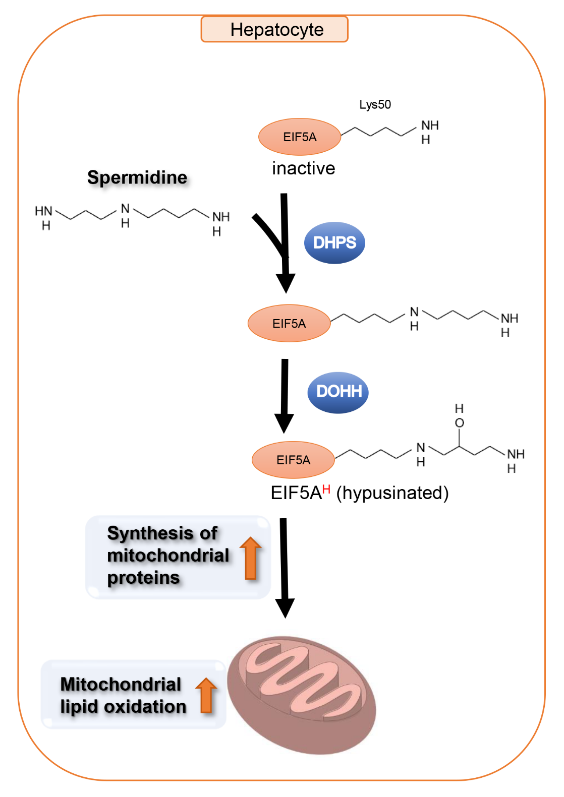 duke-nus-preclinical-study-suggests-spermidine-can-help-treat-advanced